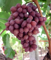 CRIMSON (ΑΣΠΕΡΜΟ)